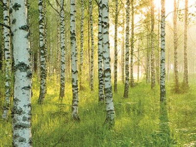 birch-forest